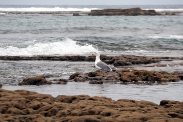 Seagull in the reef