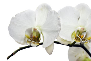white flower of orchid isolated on white background