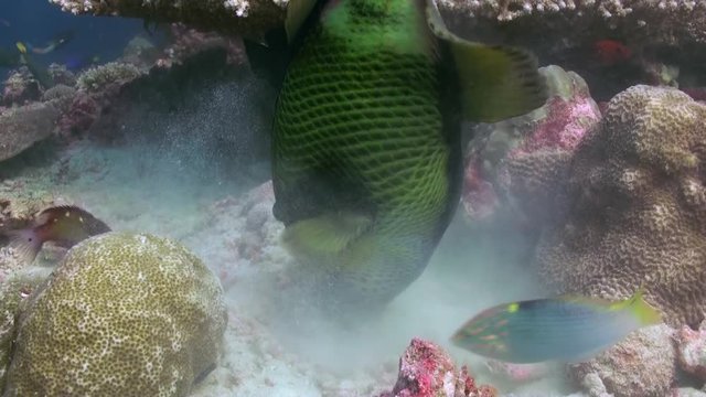 Triggerfish on reef in ocean sea in search of food, is a tropical marine fish belonging to the family Tetraodontidae. Close up.