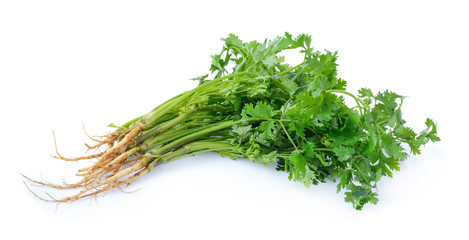 Coriander on white background