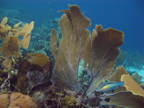 Gorgonians in Caribbean sea, Bonaire