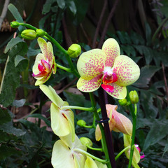 orchid flowers in tropical garden