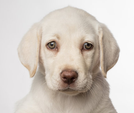 Cachorro de perro labrador blanco con ojos claros
