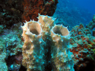 Fototapeta na wymiar Sponges in Caribbean sea, Bonaire.