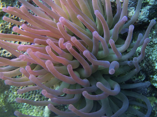 Naklejka na ściany i meble Giant anemone in Caribbean sea, Bonaire.