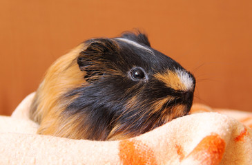 portrait of a cute black and brown guinea pig laying on the orange and white blanket