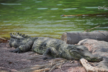 Crocodile reptile animal