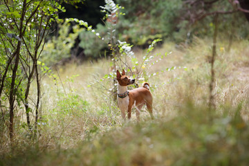 Basenji dog walks in the forest