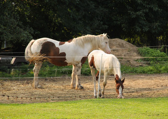 brown and white foal with its mother in the enclosure outdoors
