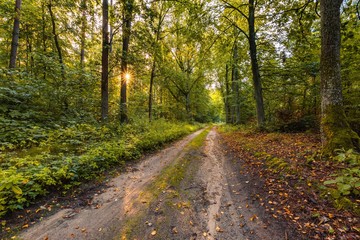 Fototapeta na wymiar Beautiful early autumn european forest landscape