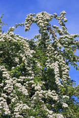 Hawthorn tree in flower