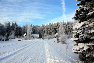 Obraz premium Winter snowy forest countryside