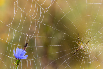 Wasp spider, Argiope, spider web covered by water droplets and dew