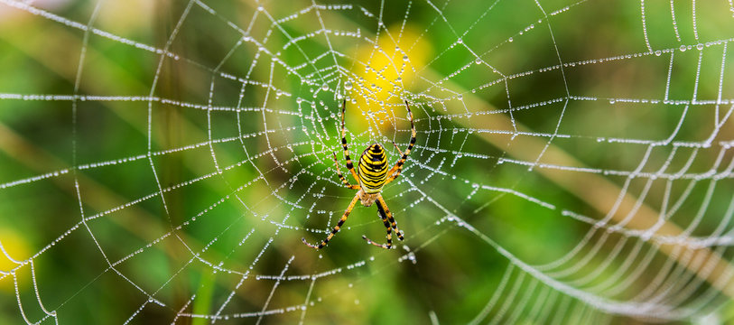 Wasp spider, Argiope, spider web covered by water droplets and dew