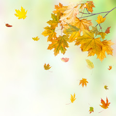 Fototapeta na wymiar Bright autumn background