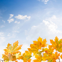 Fototapeta na wymiar Bright autumn background