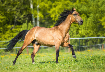 Obraz na płótnie Canvas Golden bay Akhal-teke horse playing on the meadow