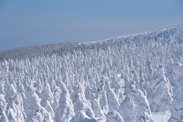蔵王の樹氷
