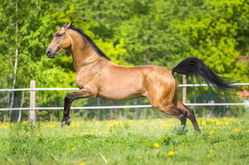 Naklejka na ściany i meble Golden bay Akhal-teke horse playing on the meadow