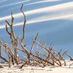 Foto auf Acrylglas beautiful view of the coastal dunes © masar1920