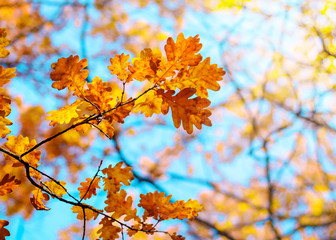 Autumn landscape. Autumn oak leafes, very shallow focus.
