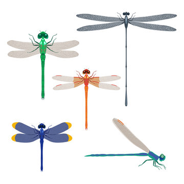 Dragonfly insects set vector illustration isolated on white background