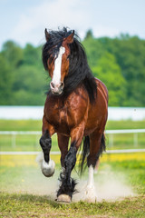 Naklejka premium Bay Vladimir Heavy Draft horse runs gallop on the meadow