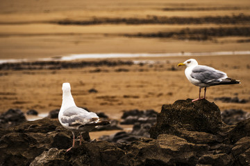 beach gower peninsula