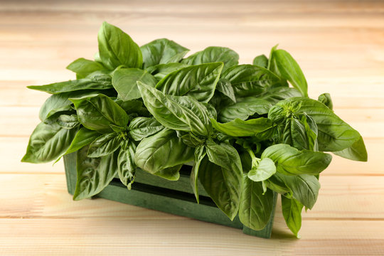 Bunch of fresh basil on wooden table