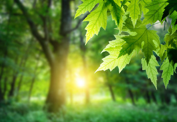 Forest trees leaf. nature green wood sunlight backgrounds.