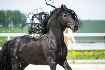 Obraz na płótnie Canvas Black Friesian horse, portrain in motion