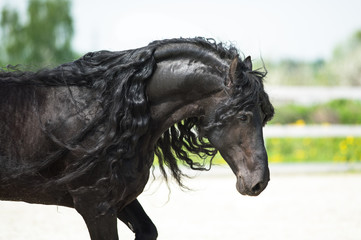 Black Friesian horse, portrain in motion