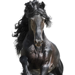 Friesian black horse isolated on the white