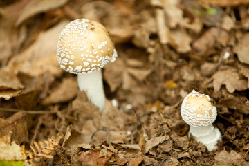 champignon dans un bois