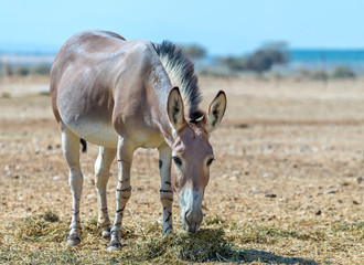 Somali wild donkey (Equus africanus) inhabits nature reserve near Eilat city, Israel