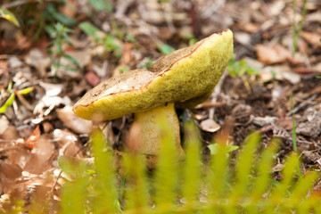 champignon dans un bois