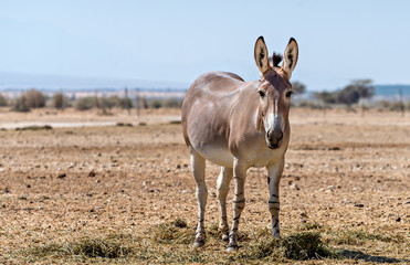 Adult Somali wild donkey (Equus africanus) inhabits nature reserve near Eilat city, Israel