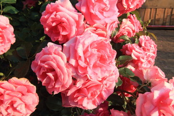 Obraz premium バラの花