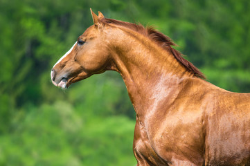Golden red Don horse runs free in summer time