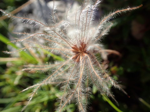 graue Fusselbl&uuml;te