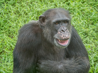 close up of a chimpanzee