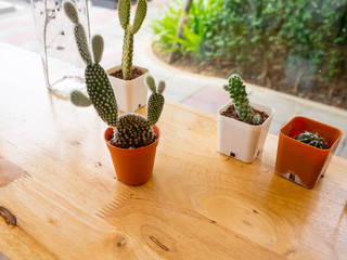 Cactus Plants On the table. vintage style.
