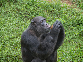 close up of a chimpanzee eating durian