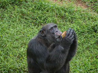 close up of a chimpanzee eating durian