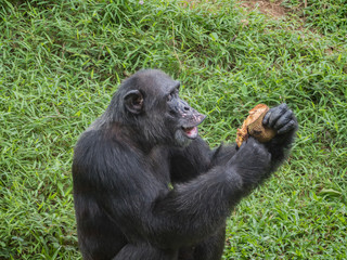 close up of a chimpanzee eating durian