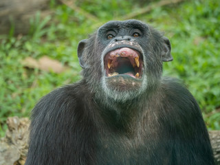 close up of a chimpanzee laughing