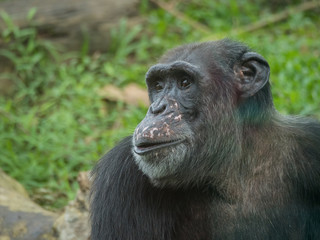 Fototapeta premium close up of a chimpanzee
