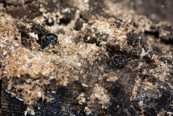 Digger wasps emerging from tunnels in wood. Heads of solitary parasitic wasps in the family Crabronidae poking out of holes in logs in wood pile (composite photo)