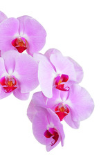 Naklejka na ściany i meble Pink orchid flower