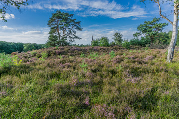 Fototapeta na wymiar moorland landscape with birch tree